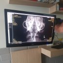 신길 온동물병원 이미지