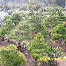 소나무농장 이미지