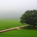 느티나무길 이미지