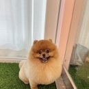 모찌펫살롱 | 인천 포메라니안 가위컷 잘하는곳 치명적인 복숭아 엉덩이 애플힙 포메 후기