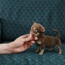 A. DOG(어독) 이미지