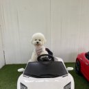 평생 사랑해 줄 개 애견펜션1 이미지