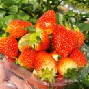 해늘농장 이미지