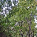 트리지움치과의원 이미지