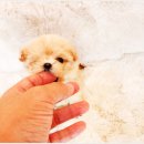강아지 분양 프러포즈펫 | 세종강아지분양 파라다이스펫 후기와 따스한 일상 이야기