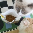 퍼펙트독 | 고양이 다이어트 사료, 힐스 퍼펙트 웨이트 추천하는 이유