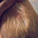 다사랑동물병원 이미지