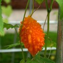 여주-0418 Daum카페