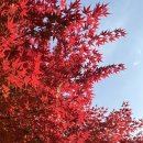 종로-연건-종로-연-141 | 지금 가을냄새 풍겨도 되나요 / 여의도 유주키친 , 정동길 소일베이커 , 자하손만두 , BMW 데이트 (버스...