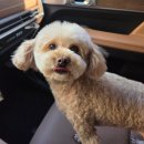 조선생 펫살롱 | 수원 애견미용 곡반정동 디어펫살롱 말티푸 미용 후기