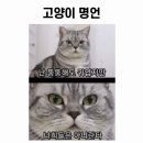 돼지스토어