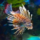 다채로운 lionfish 이미지