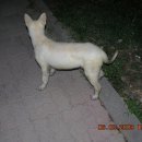 백일켄넬 이미지