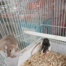 도봉-도봉-서울도봉-2286 이미지