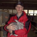 애완용 토끼 - 아메리칸 친칠라 (American Chinchilla Rabbit) 이미지