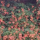 뚝섬한강공원-29 이미지