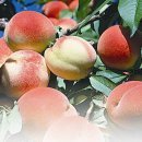 무석 농장 이미지