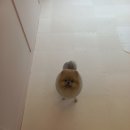 더(The)예쁘개 이미지