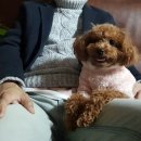 로얄 펫살롱 이미지