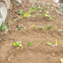 하늘이네 농장 이미지