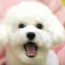 오비비