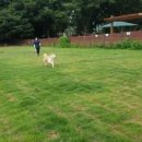 장자호수공원(반려견놀이터) 이미지