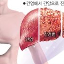 약수건강원 Daum카페