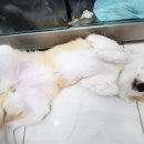 송탄웰시티 | 평택 송탄 안성 보더콜리 중형견 최소절개 1cm 암컷...제거 수술전문 추천 오산 동물병원 여름이 후기
