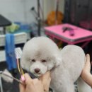 시저독 이미지
