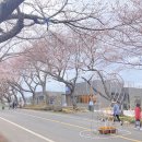 한적하게 구경하기 좋은 곳 : 제주애월 벚꽃축제(주차장/차량통제/벚꽃현황)