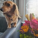 꽃보다 개 이미지