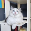 고양이날다 이미지