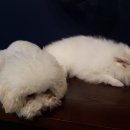 까네지노 이미지