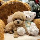 강아지분양 퍼피베이비 이미지