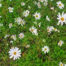 부흥목장 이미지