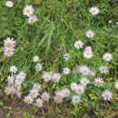 지천보건진료소 이미지