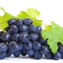 펫동물병원 이미지