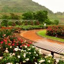 장성 꽃 화원 이미지