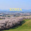 농협 한우개량사업소 가축병원 | 충남 서산 가볼만한 곳 겹벚꽃 아직 서산한우목장 벚꽃은 만개
