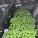 다두농장 이미지