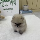 남창애견샵 복실강아지 | 아산애견샵 댕댕이와 시작하는 힐링라이프