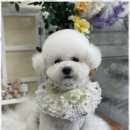 우리동네펫샵 이미지