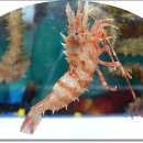 엄지척포차 이미지