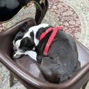 지영상회 | 도파민 범벅 3월