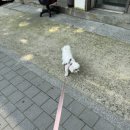 멍이발소 네이버블로그