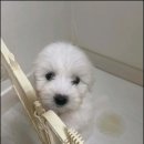 강아지,반하다 이미지