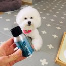 루루강아지 이미지