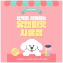 펫소풍 | 평택 치와와 분양 후기 – 유앤미펫 방문기