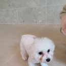 름자펫살롱 이미지