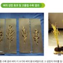 (주)도성기업 | 겔라이트 벼 재배(논농사) 후기 성장 촉진과 병충해 관리에 도움 되는 미네랄 농업 이야기와 재배메뉴얼